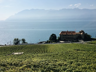 Expansive vineyard fields stretch across the foreground with neat rows of grapevines. A large building with a red roof sits in the middle ground, adorned with a flag. Beyond the building, a serene body of water reflects the sunlight, with hazy mountains rising in the background under a clear blue sky.