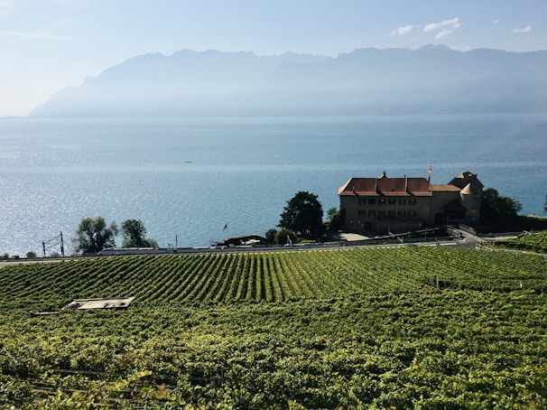 Expansive vineyard fields stretch across the foreground with neat rows of grapevines. A large building with a red roof sits in the middle ground, adorned with a flag. Beyond the building, a serene body of water reflects the sunlight, with hazy mountains rising in the background under a clear blue sky.