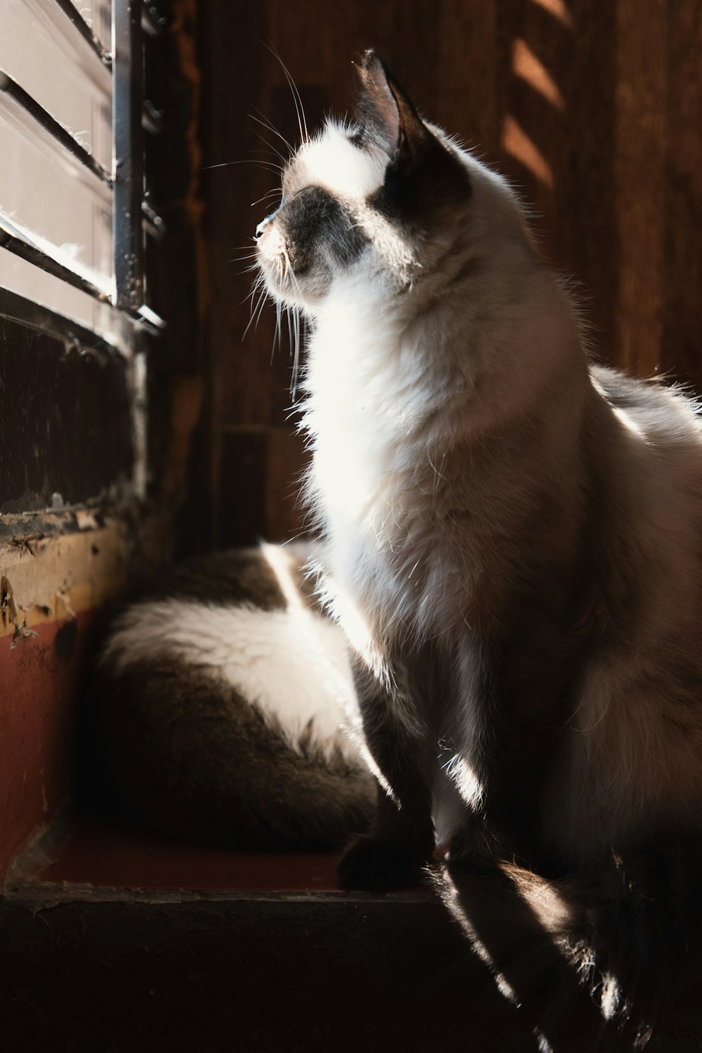 cat sitting and looking through window