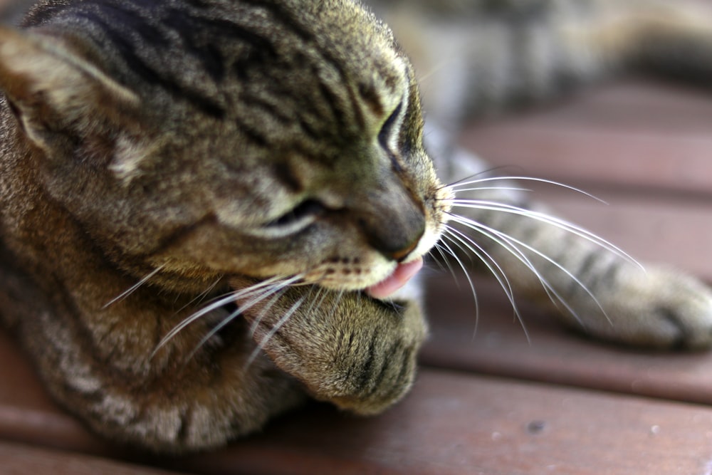 macro photography of brown tabby cat licking leg
