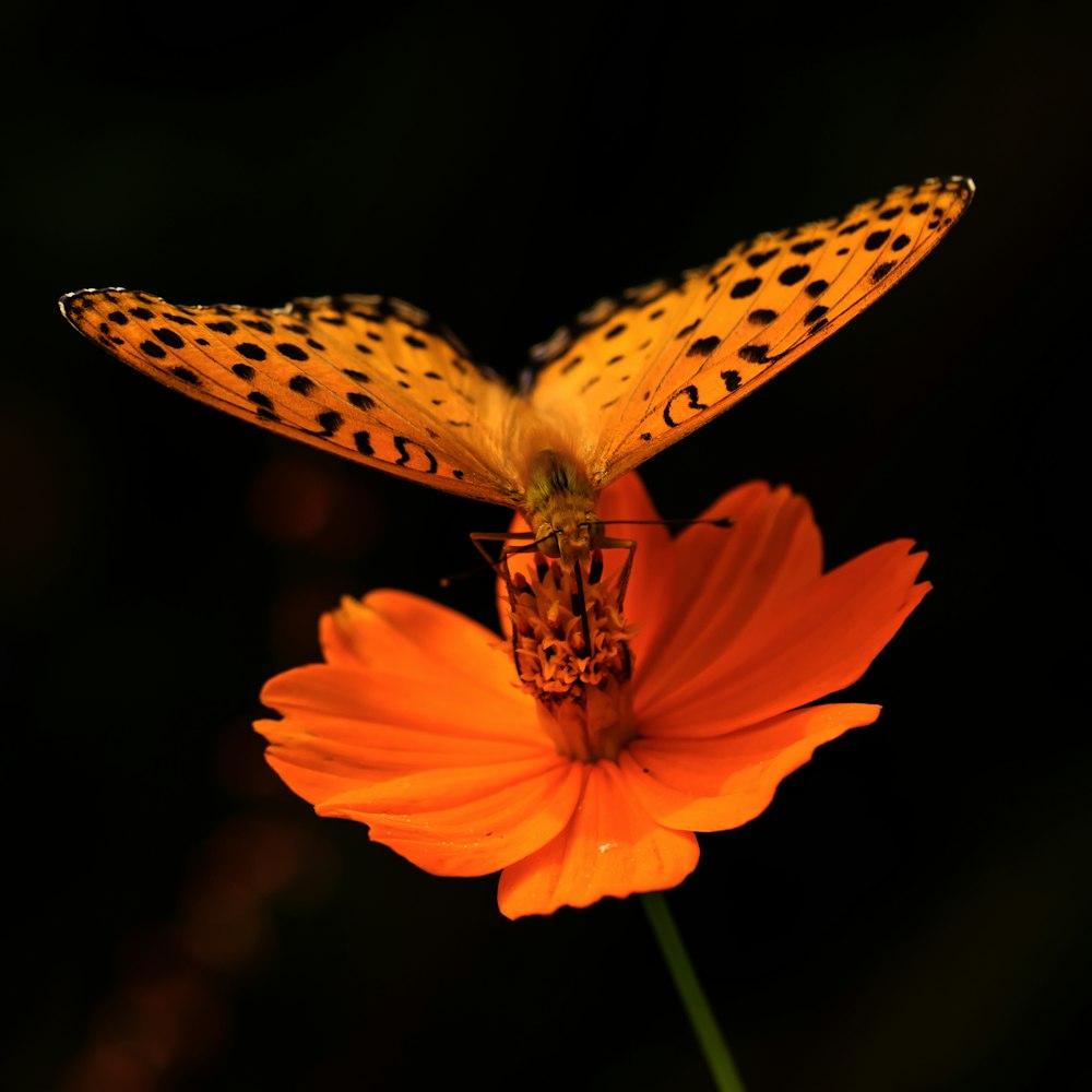 orange and black butterfly perch on orange flower