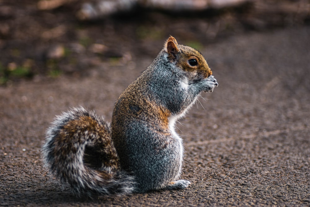 brown and grey squirre;