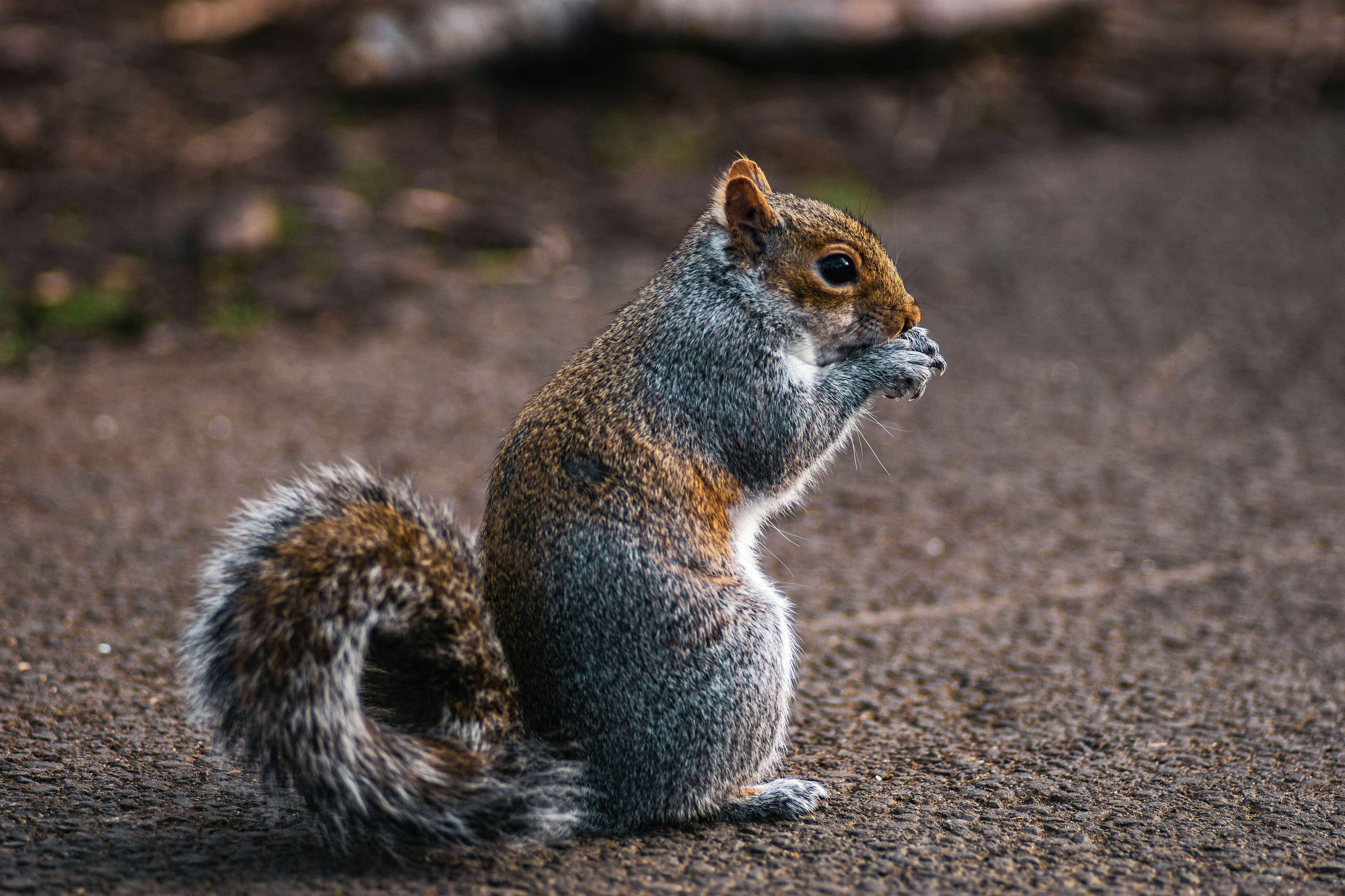 brown and grey squirre;