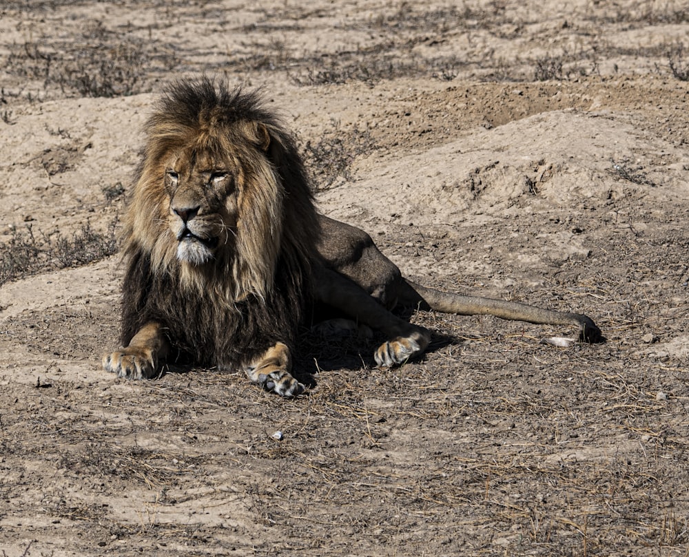 brown lion sitting on field at daytime