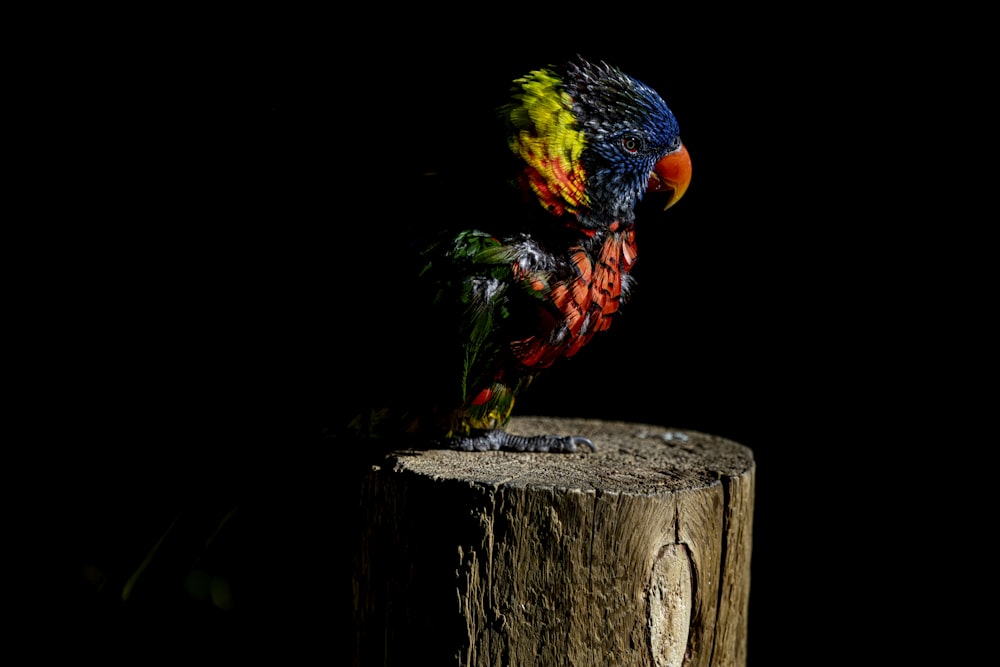 multicolored bird