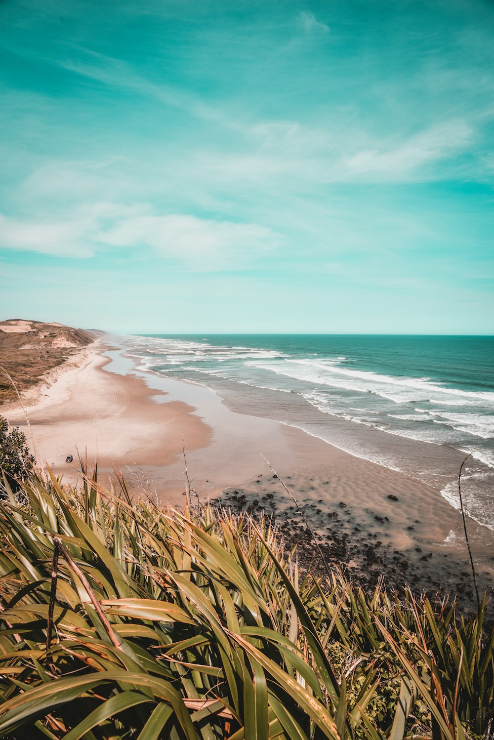 green plants on seashore during daytime