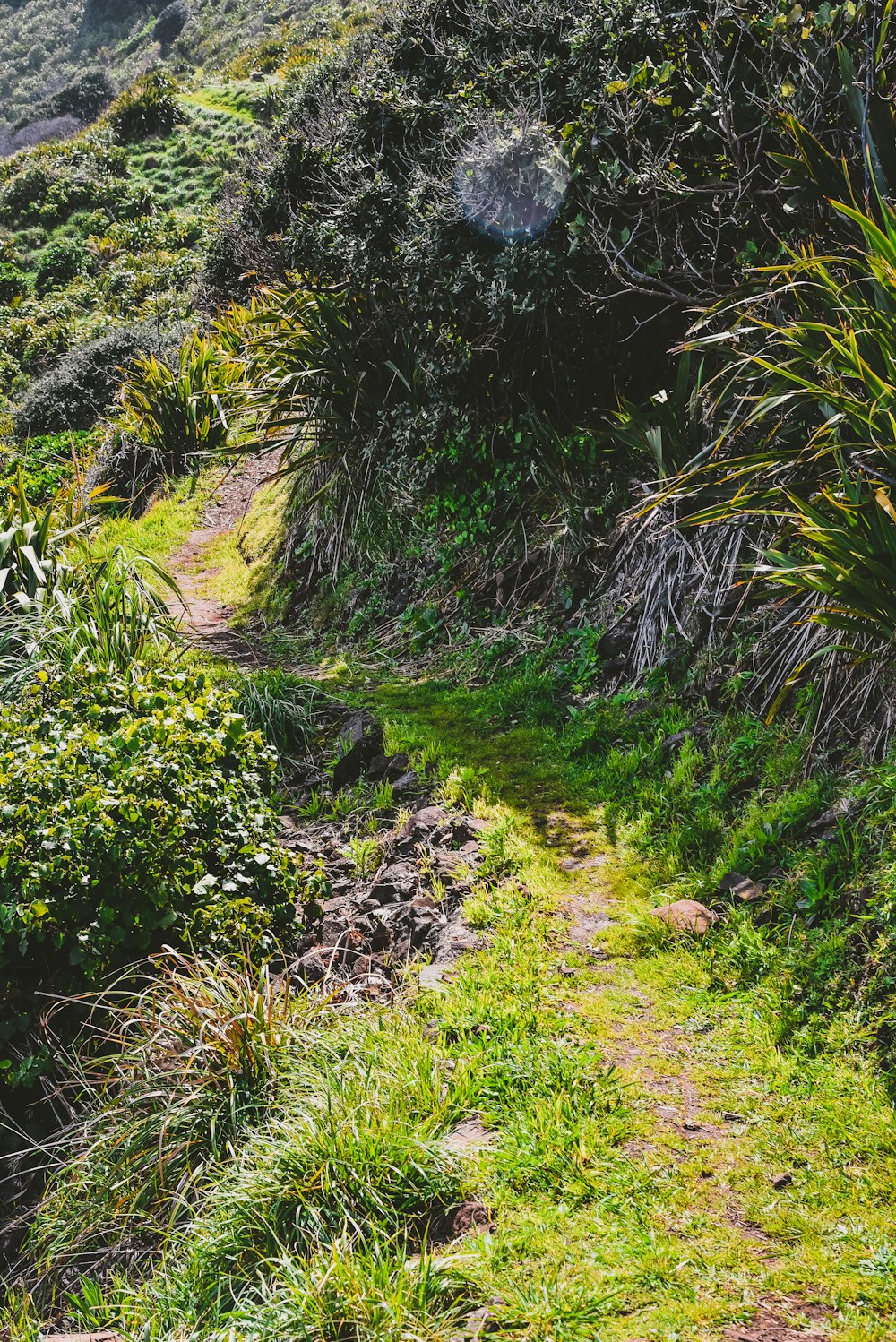 dirt road beside plants and rocks