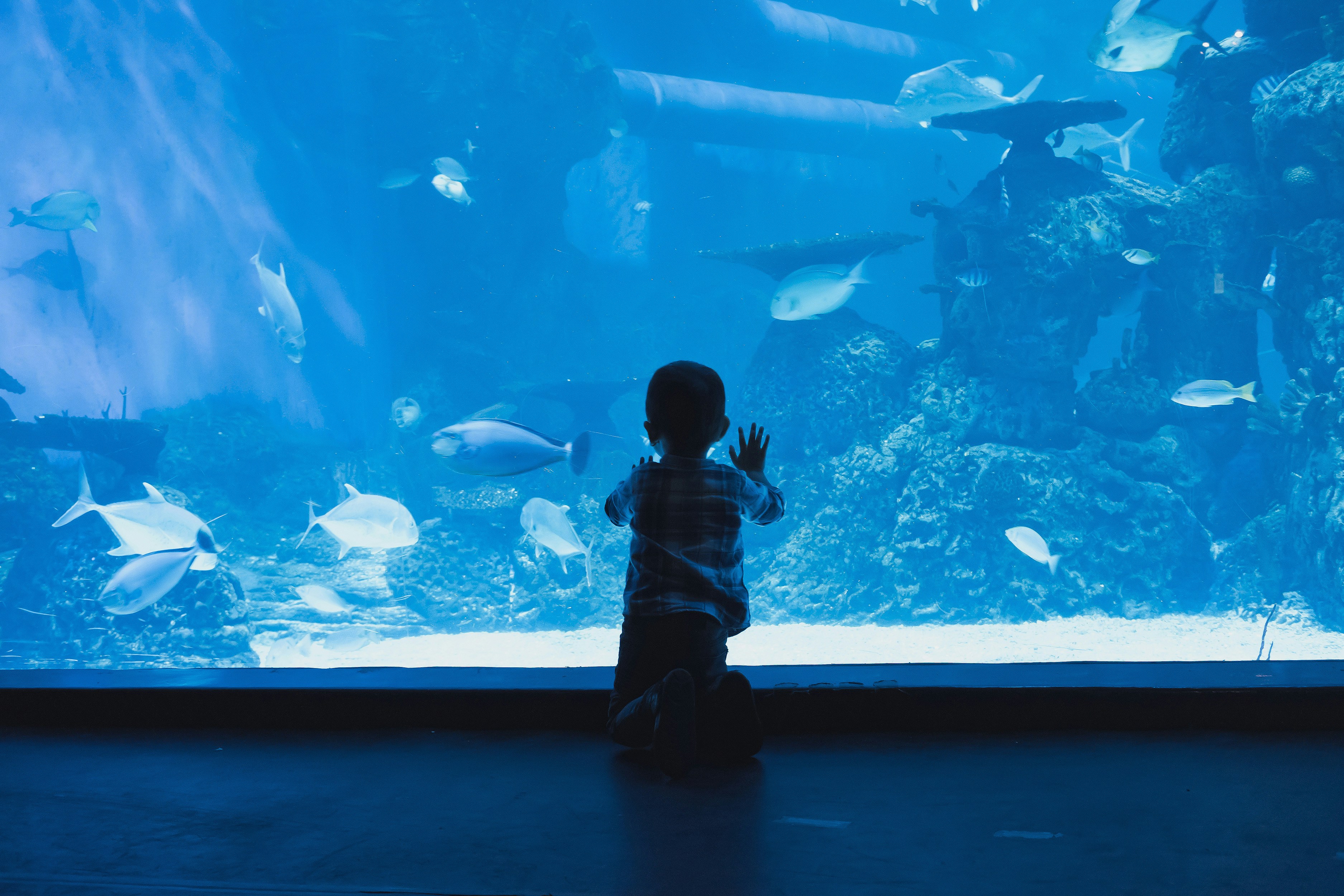 boy leaning forward on glass wall fish