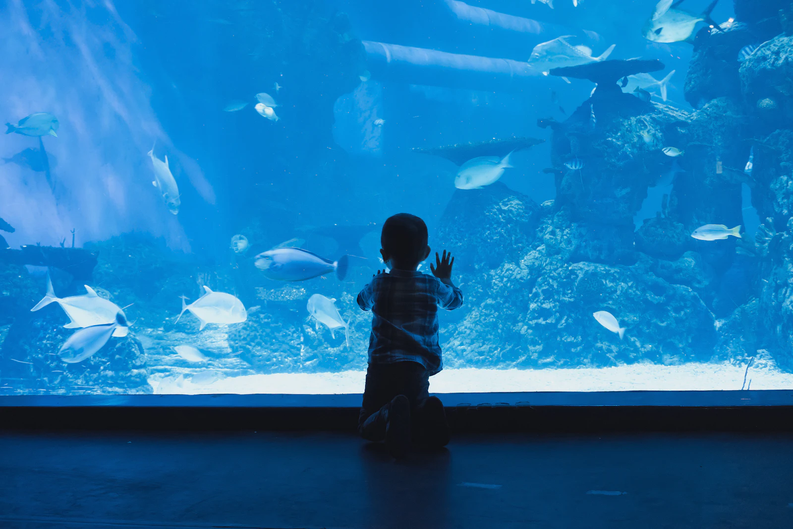 A boy leaning on the glass of an aquarium full of fish