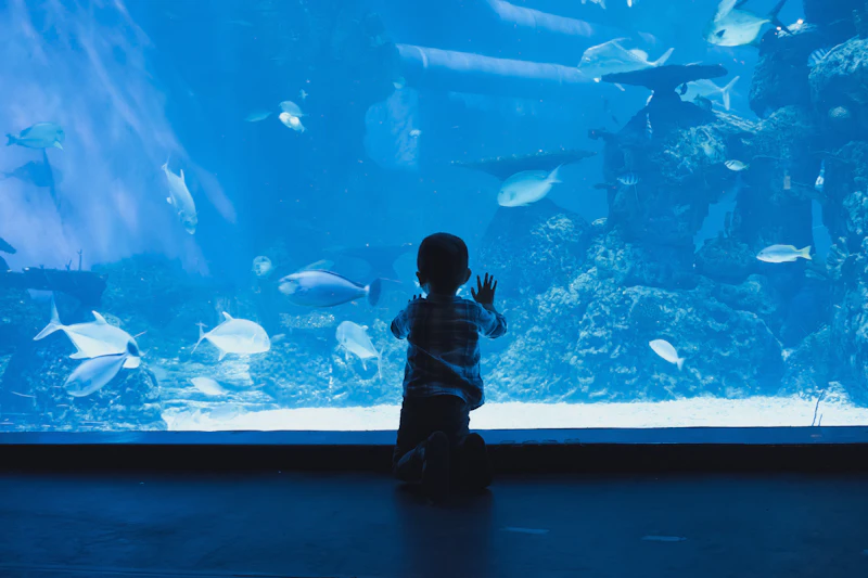A child looking closely at a large aquarium fish tank