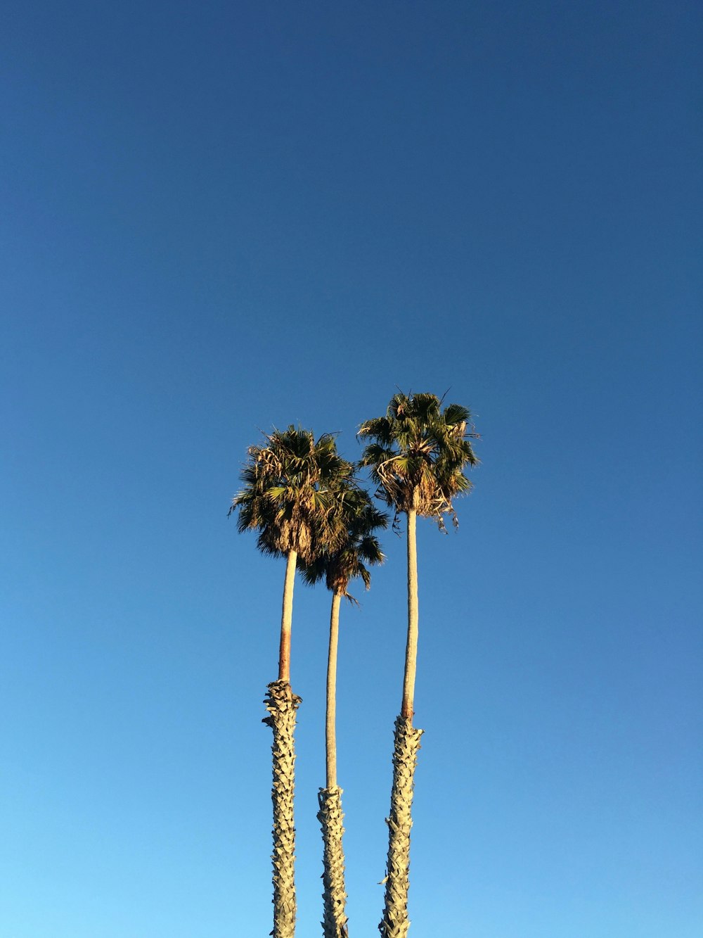 low-angle photography of palm trees under blue sky