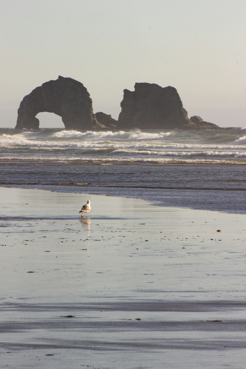 white bird on seashore