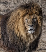 A majestic lion with a full mane stands in a dry, grassy environment. The lion's intense expression and powerful presence are highlighted by the sunlight hitting its fur, which is a mix of golden and dark brown.