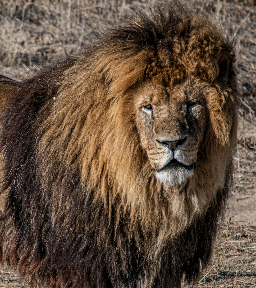 brown lion