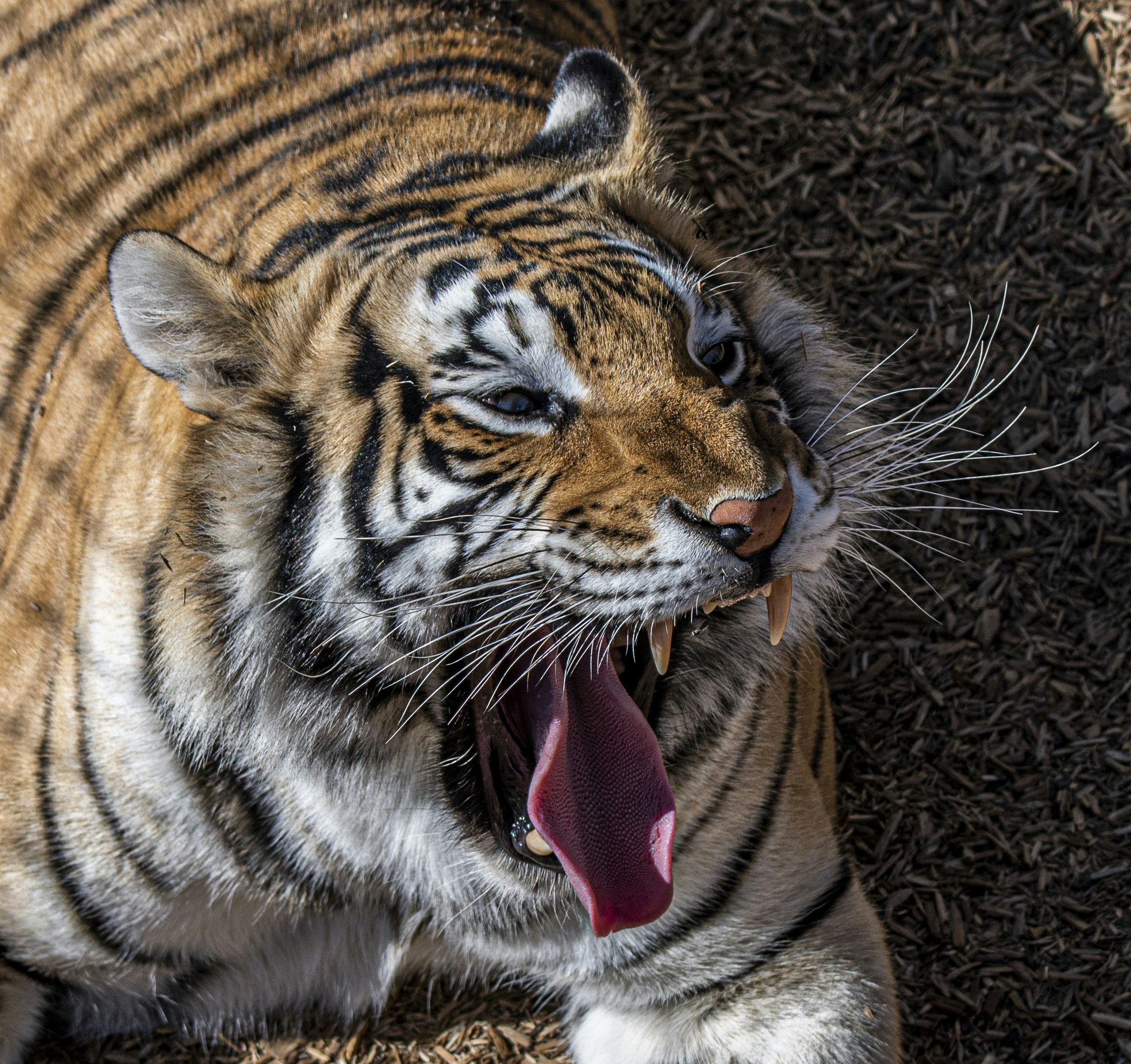 호랑이 동물 사진 – Unsplash의 무료 동물 이미지, image size:3000x2821