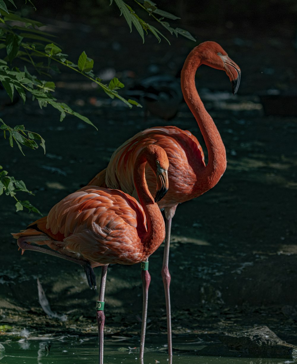 two red flamingos on river