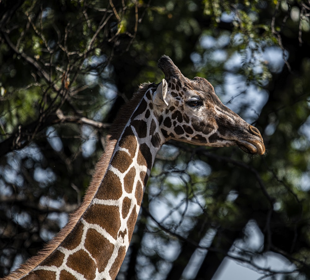 brown and white giraffe