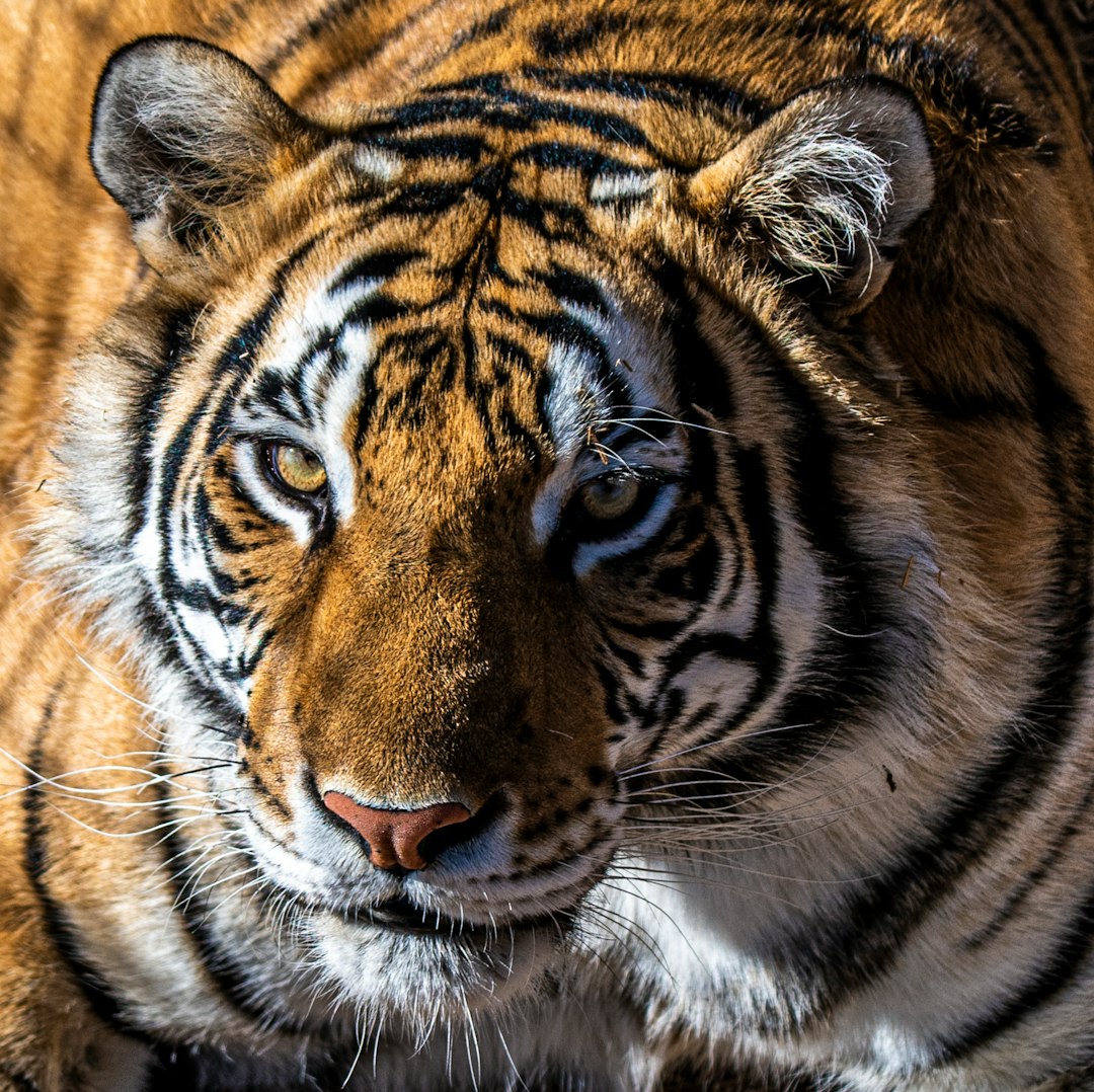 tiger