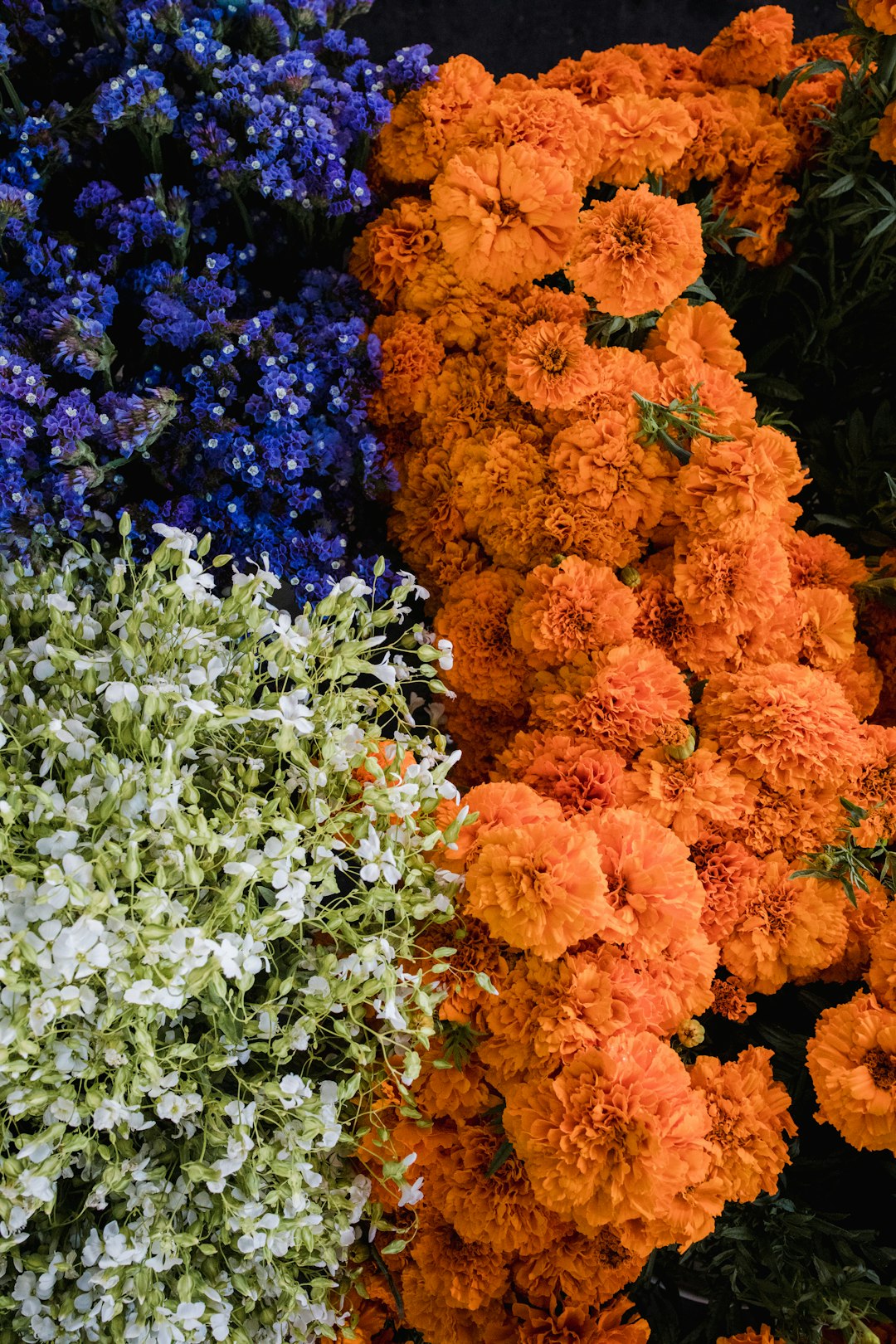 orange petaled flower