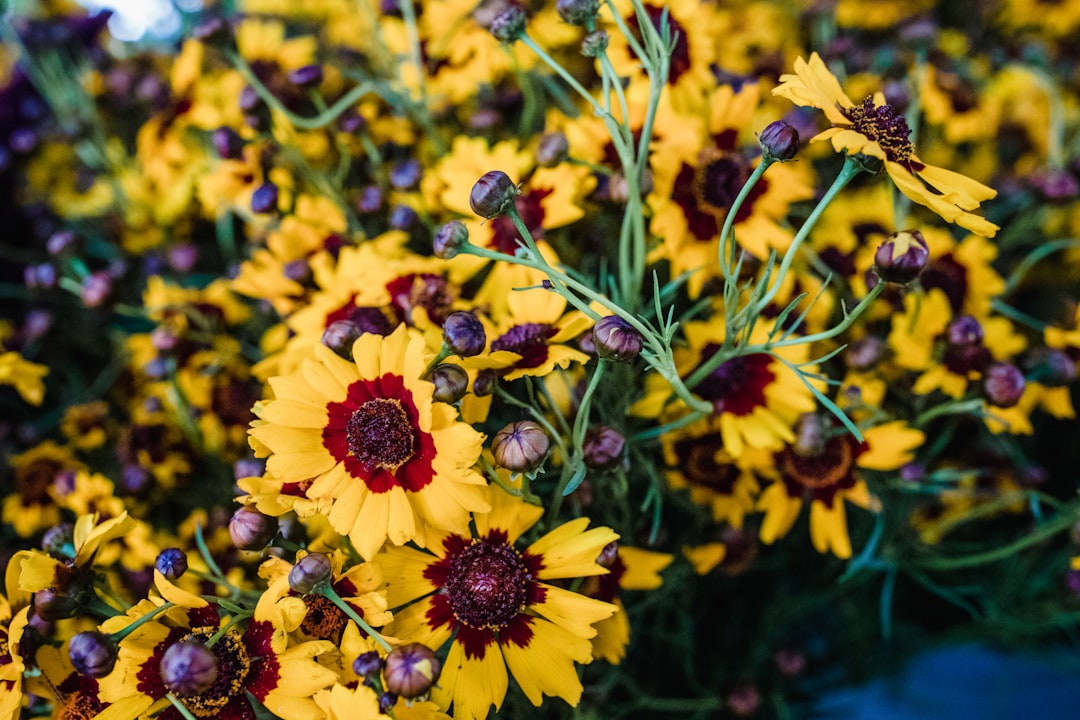 selective focus photo of yellow-petaled flower