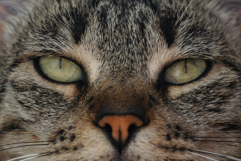 猫の顔