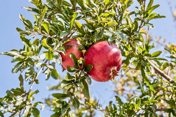A vibrant farm field with ripe pomegranates hanging from lush green trees under a clear blue sky.