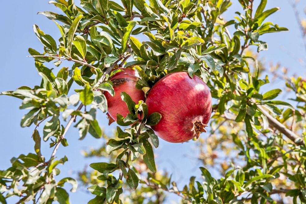 red pomegranate fruits