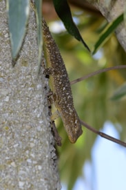 A gecko is camouflaged against the bark of a tree, blending into the textured surface with its mottled brown skin. The background is a blur of green leaves and plants, suggesting a natural, outdoor setting. The focus is on the gecko's body pressed against the tree, highlighting its ability to adapt to its environment.