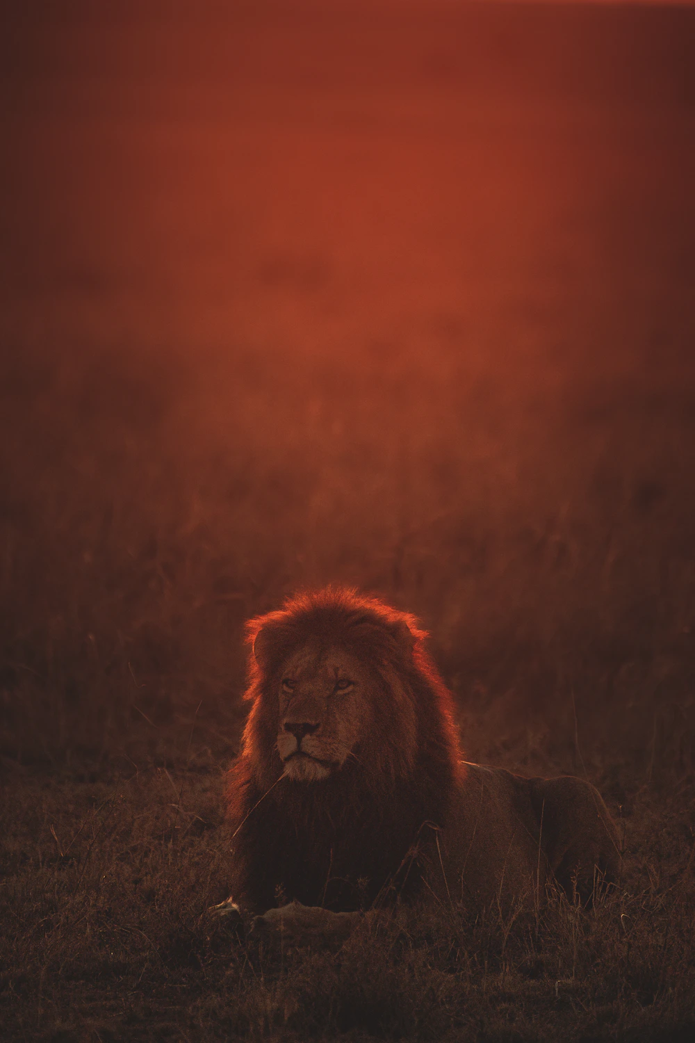 Lion resting on the savanna in golden light