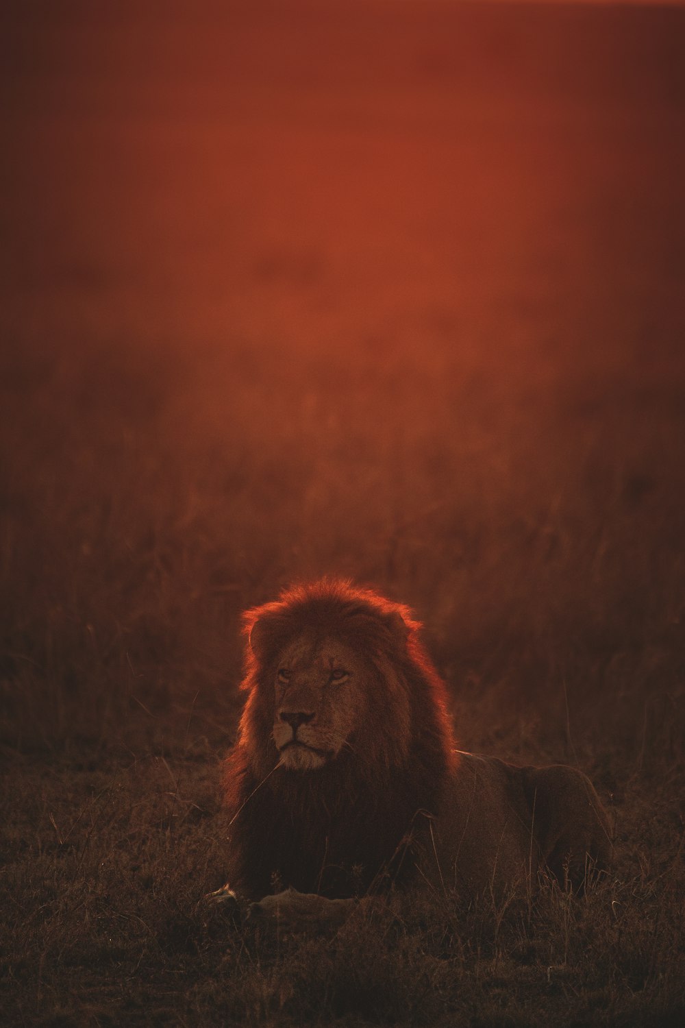 Löwe auf grünem Gras während der goldenen Stunde
