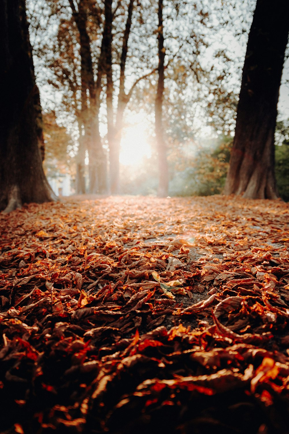 green-leafed trees