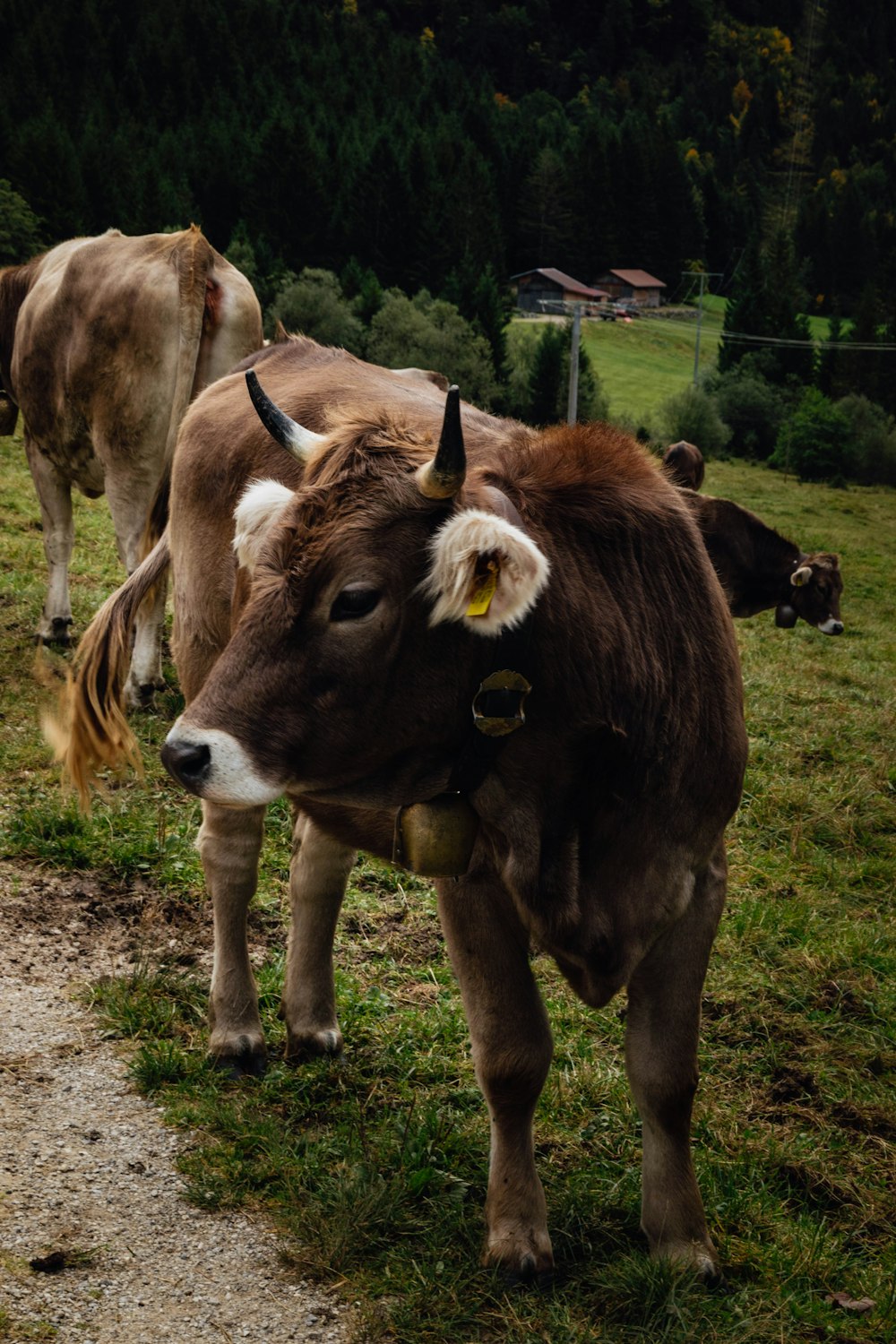 brown cow