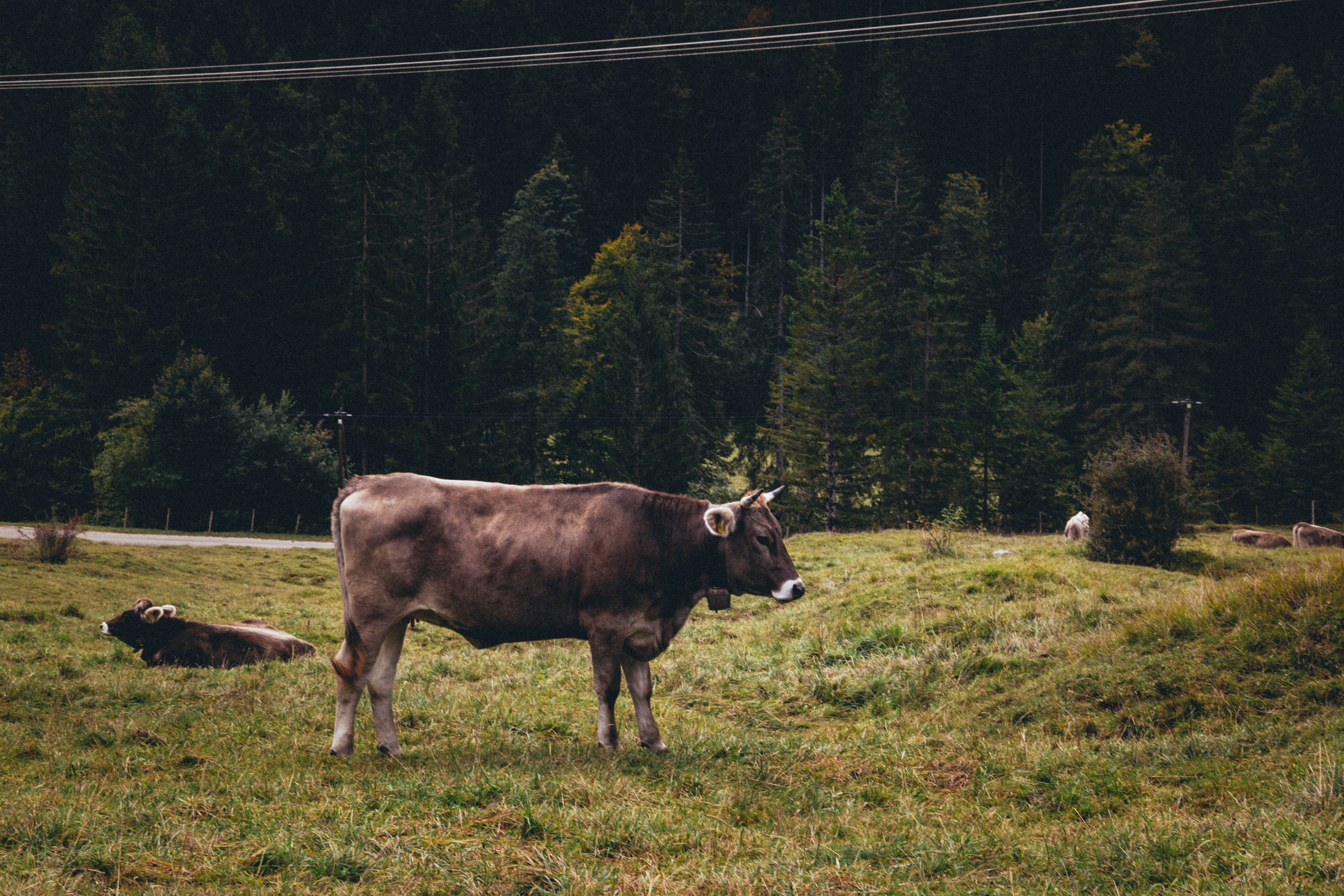 Our community of professional photographers didn't have to travel far to capture these cow images. Check out our collection of high-res cow images, shot righ from the picturesque farms and towns of America's backyard.