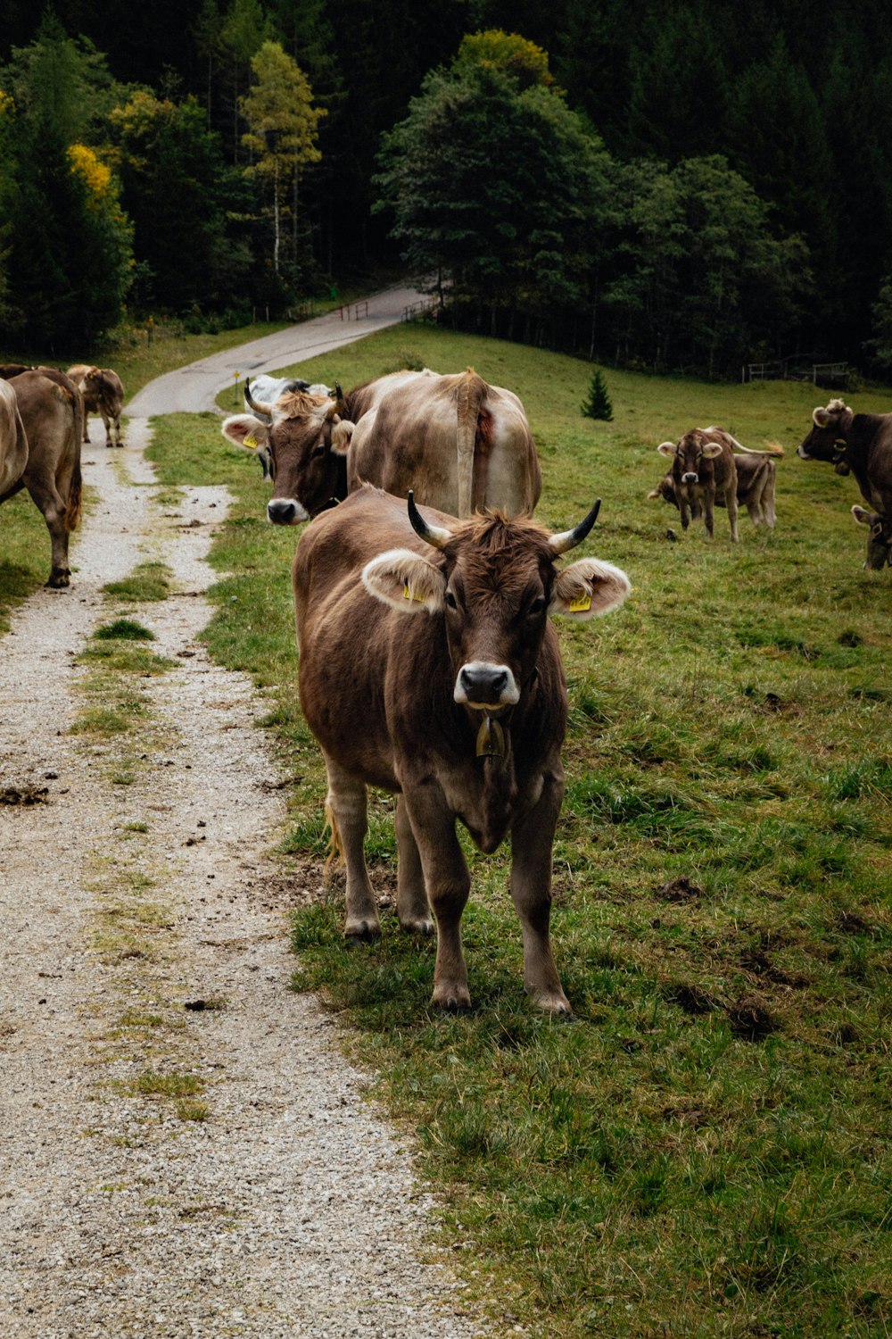 brown cattle