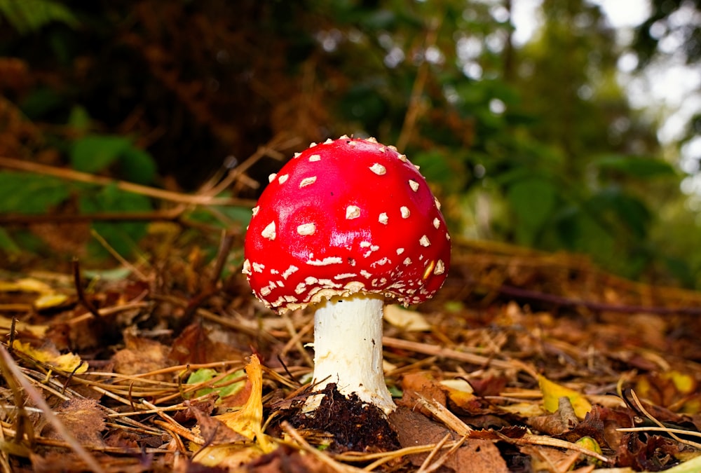 red and white mushroom