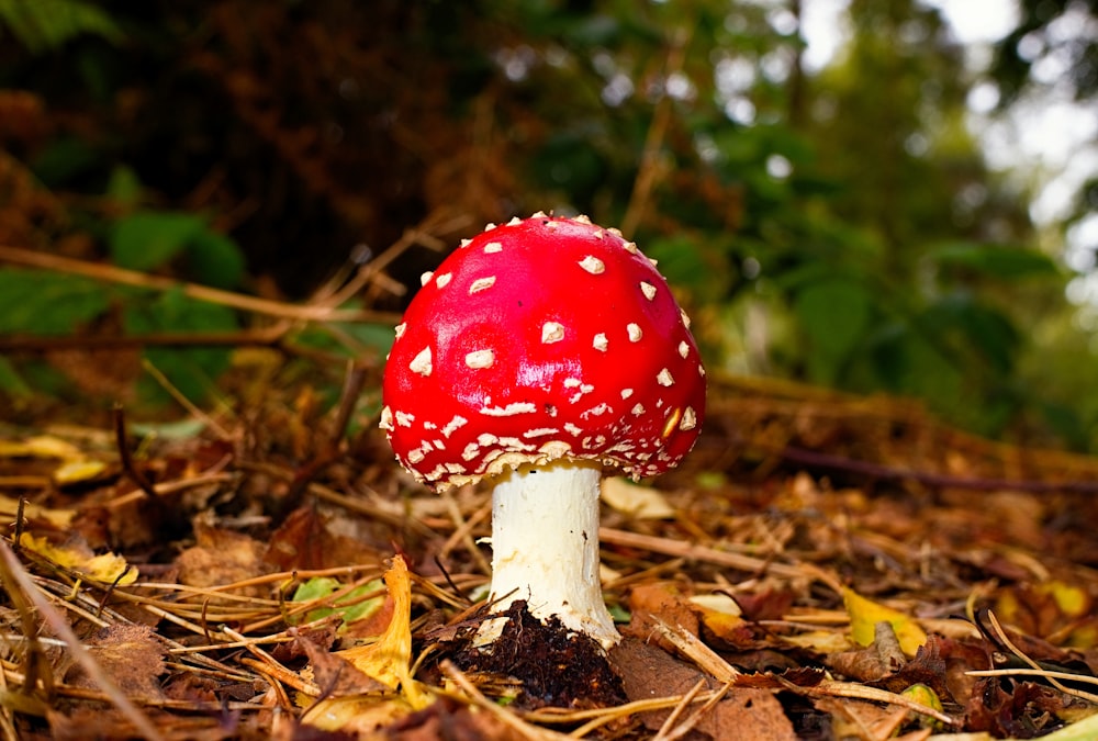 Cogumelo vermelho e branco