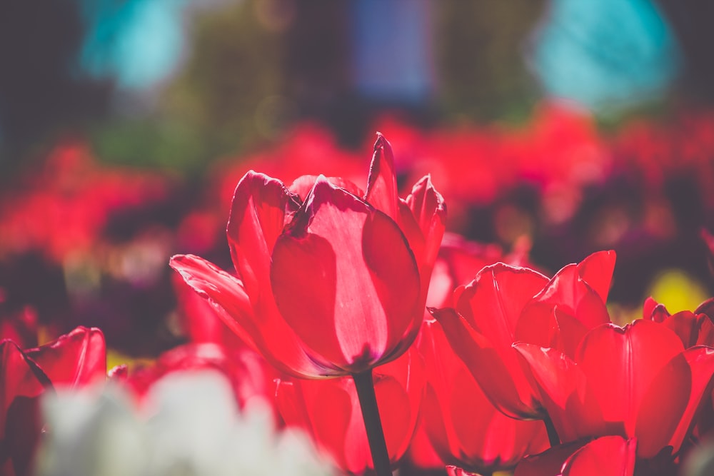 selective focus photo of red tulips