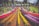 A vibrant and colorful display of flowers arranged in neat rows, creating an eye-catching spectacle. Numerous people are strolling around the garden, enjoying the scenic beauty and taking photos. The area is surrounded by lush green trees and a few tents, suggesting a festival or public event.