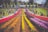 A vibrant and colorful display of flowers arranged in neat rows, creating an eye-catching spectacle. Numerous people are strolling around the garden, enjoying the scenic beauty and taking photos. The area is surrounded by lush green trees and a few tents, suggesting a festival or public event.
