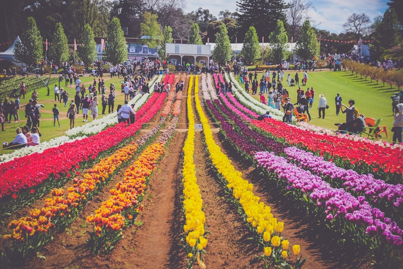 A vibrant display of colorful seasonal flowers blooming in neat rows at městské zahradnictví strakonice.