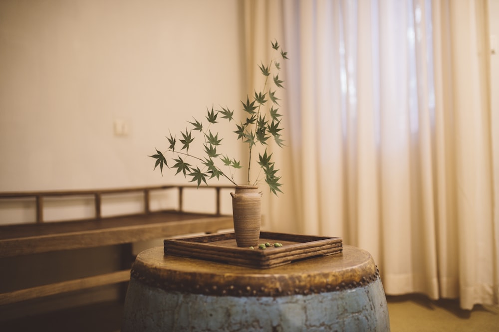 potted green leaf plant