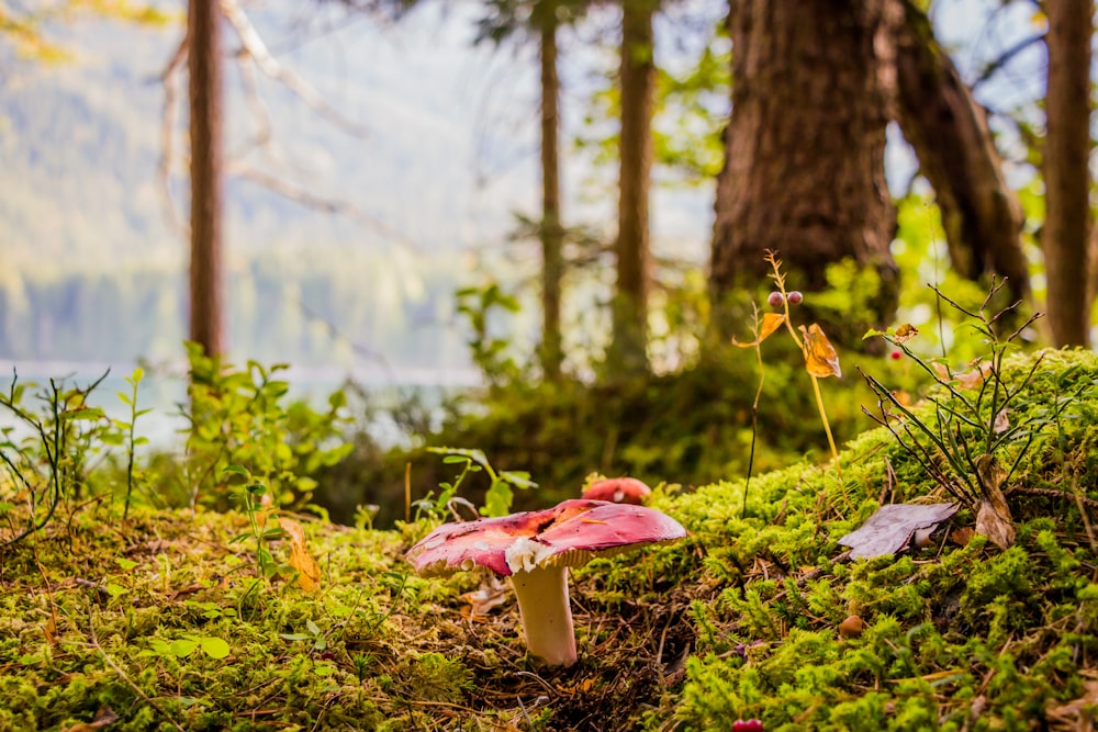 close-up photography of red mushroom