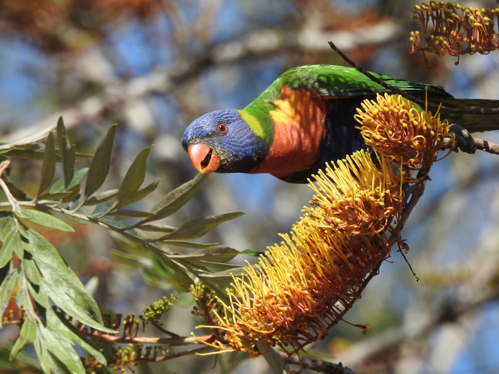 green, blue, and red bird on tree