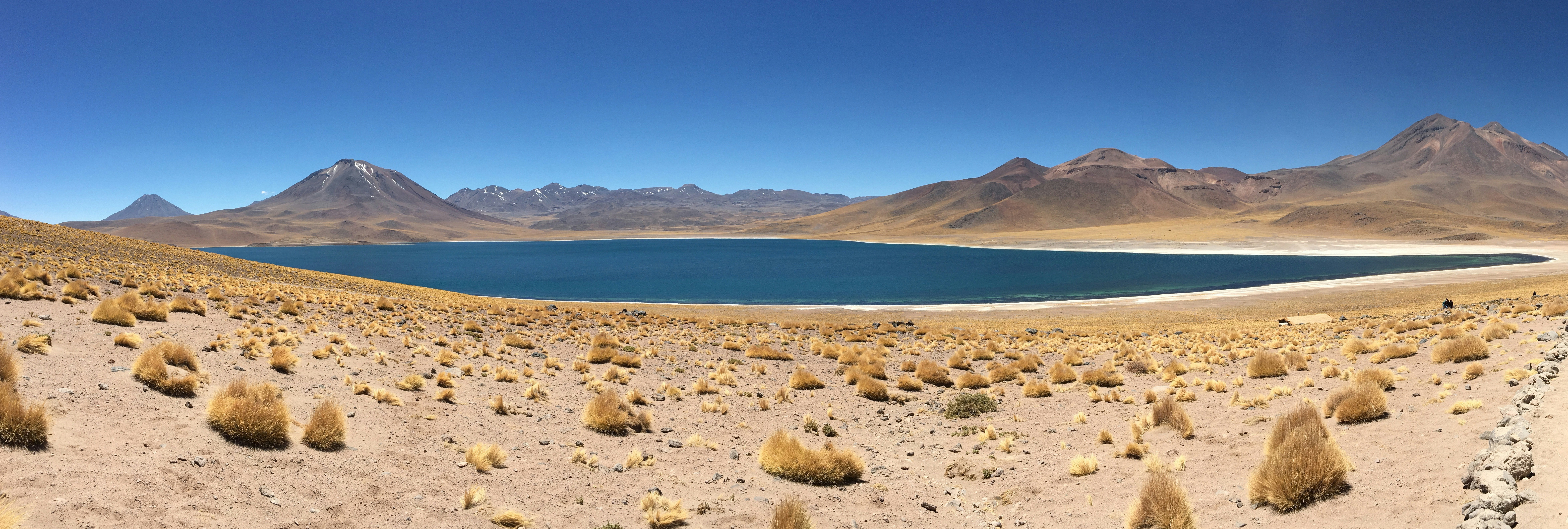 Laguna Miscanti in the Atacama altiplano