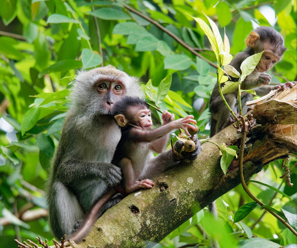 monkeys on tree branch