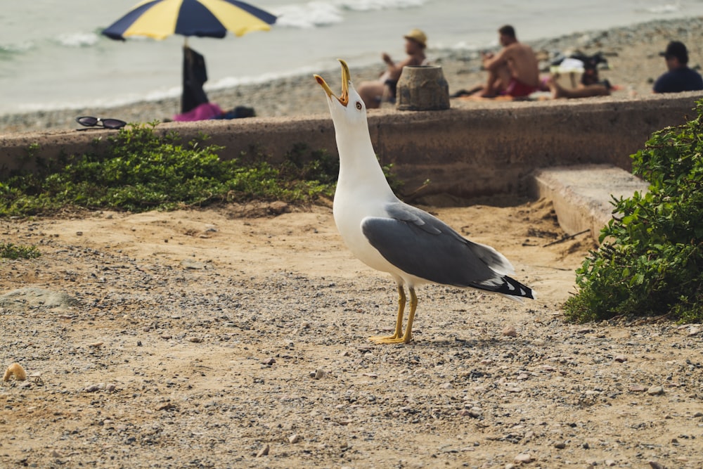 white and grey bird