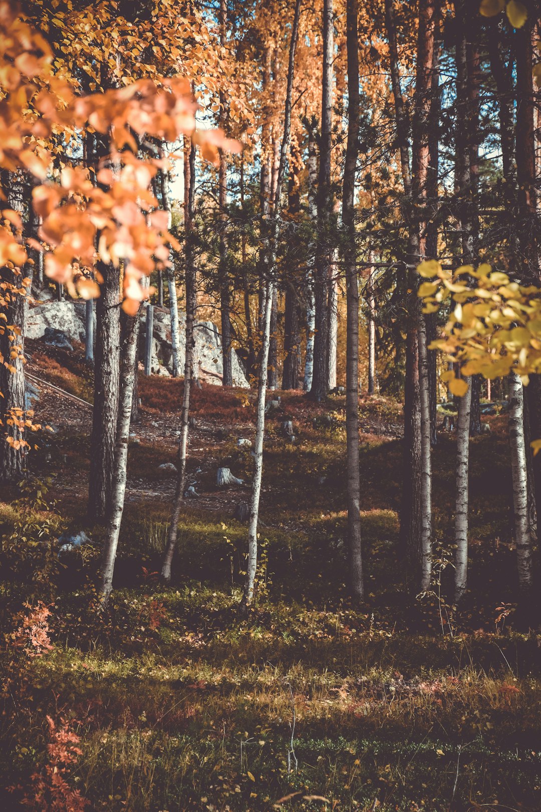 low angle photo of tall trees