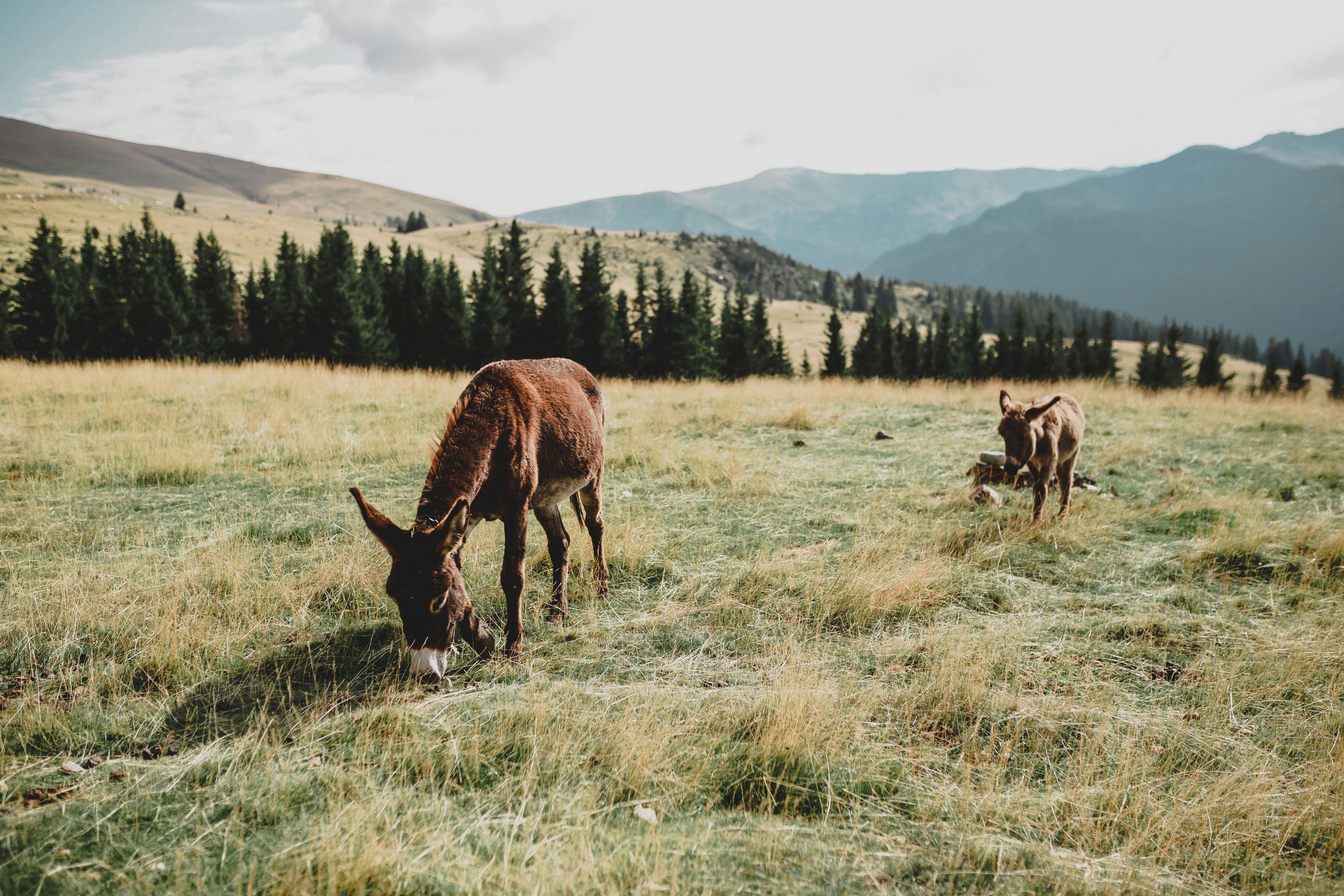 Photo by aniculesei_sebastian