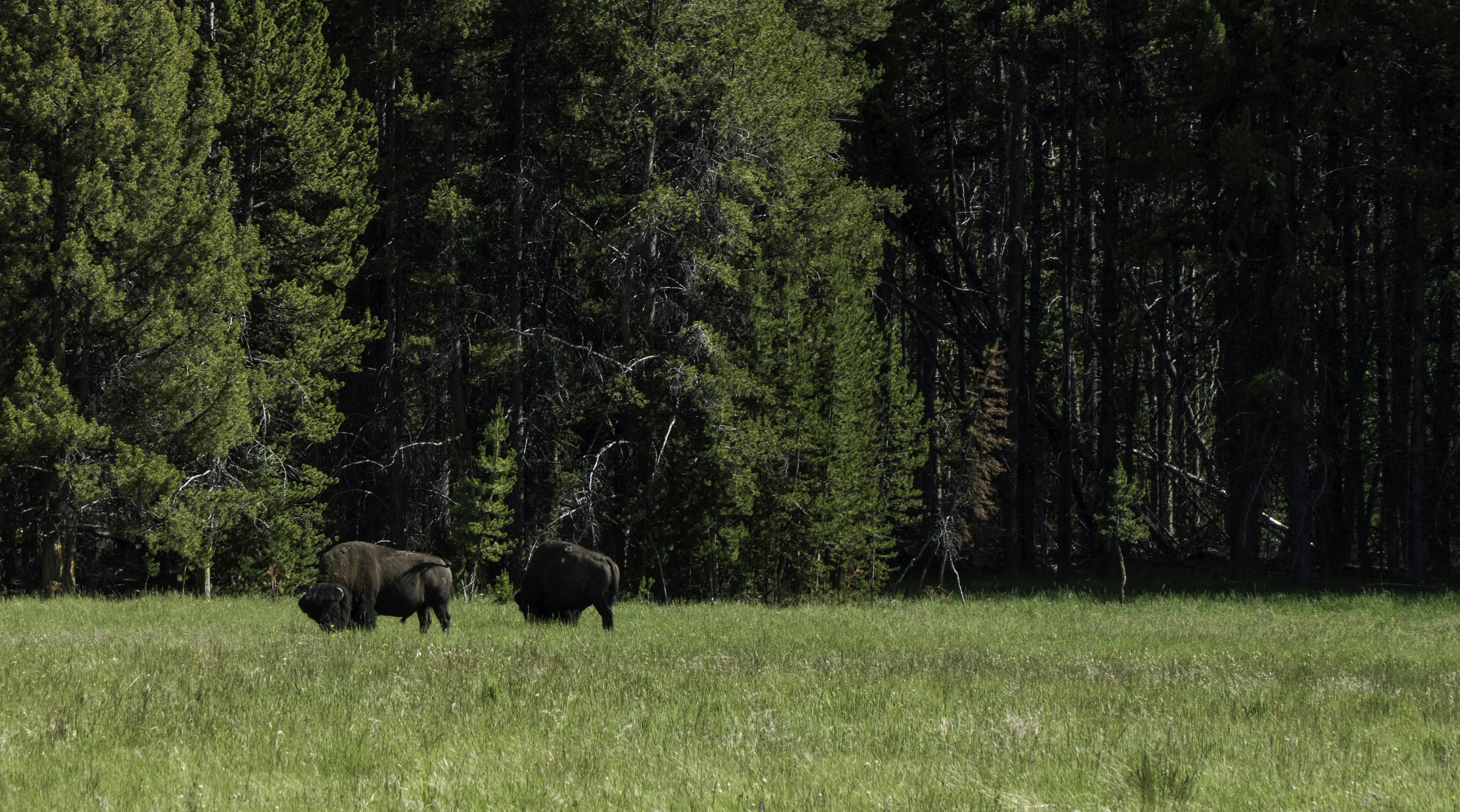 Photo by harryfettermedia