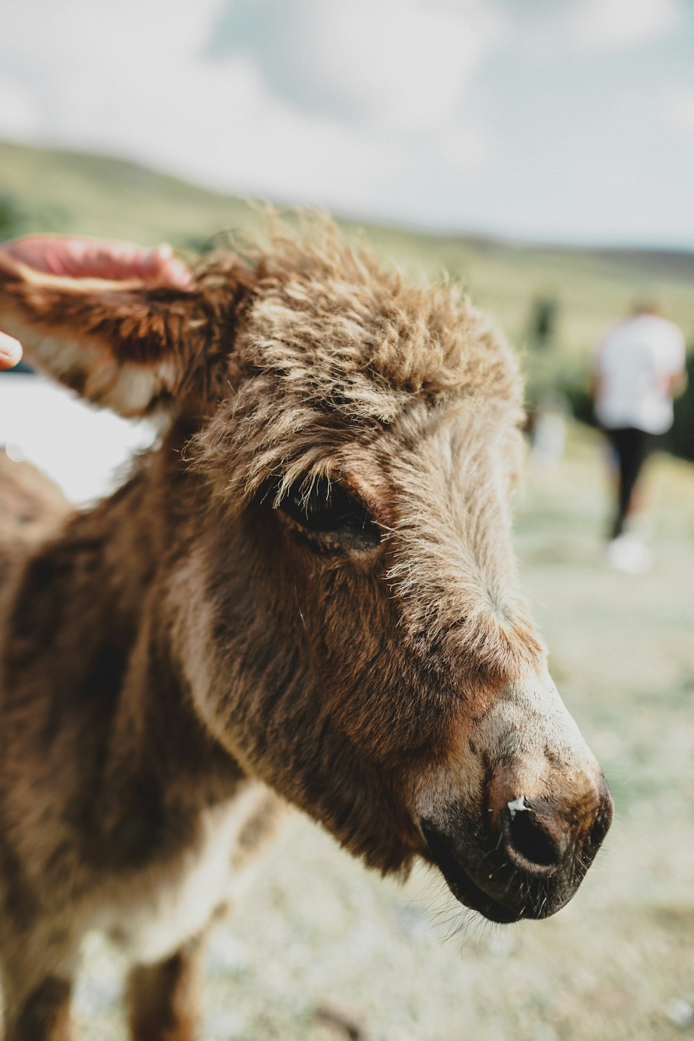 macro photography of brown donkey